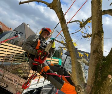 3. Baumfällung und Pflege