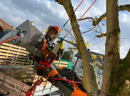 3. Baumfällung und Pflege 3. Baumfällung und Pflege